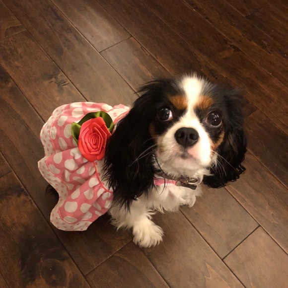 🐾 Meet your Posh Ambassador, Kim 🐾 - Picture 10 of 14